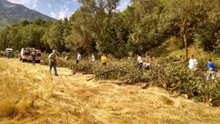 Citizens completing In-Kind hours. Cleaning up trees and brush. 